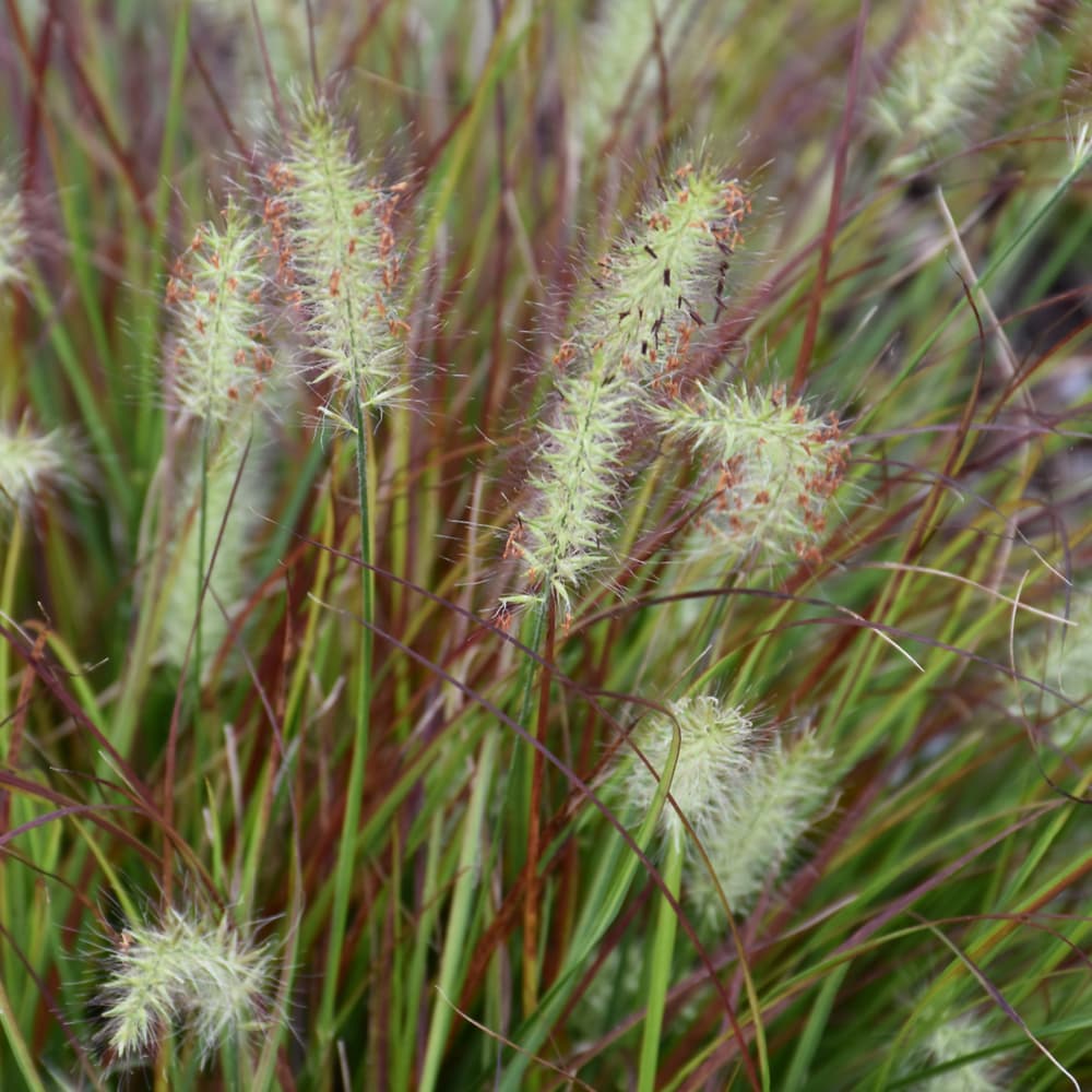 Grass Burgundy Bunny