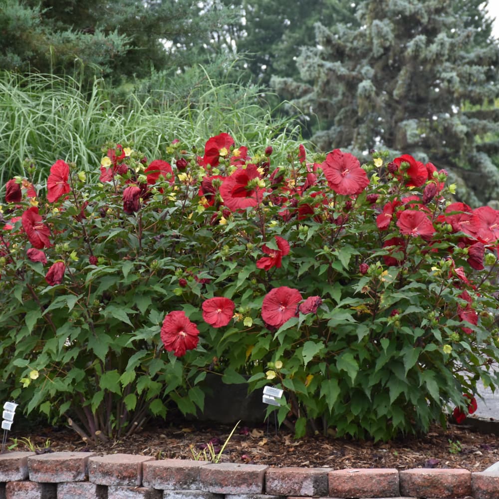 NetPS Plant Finder (www.netpsplantfinder.com)