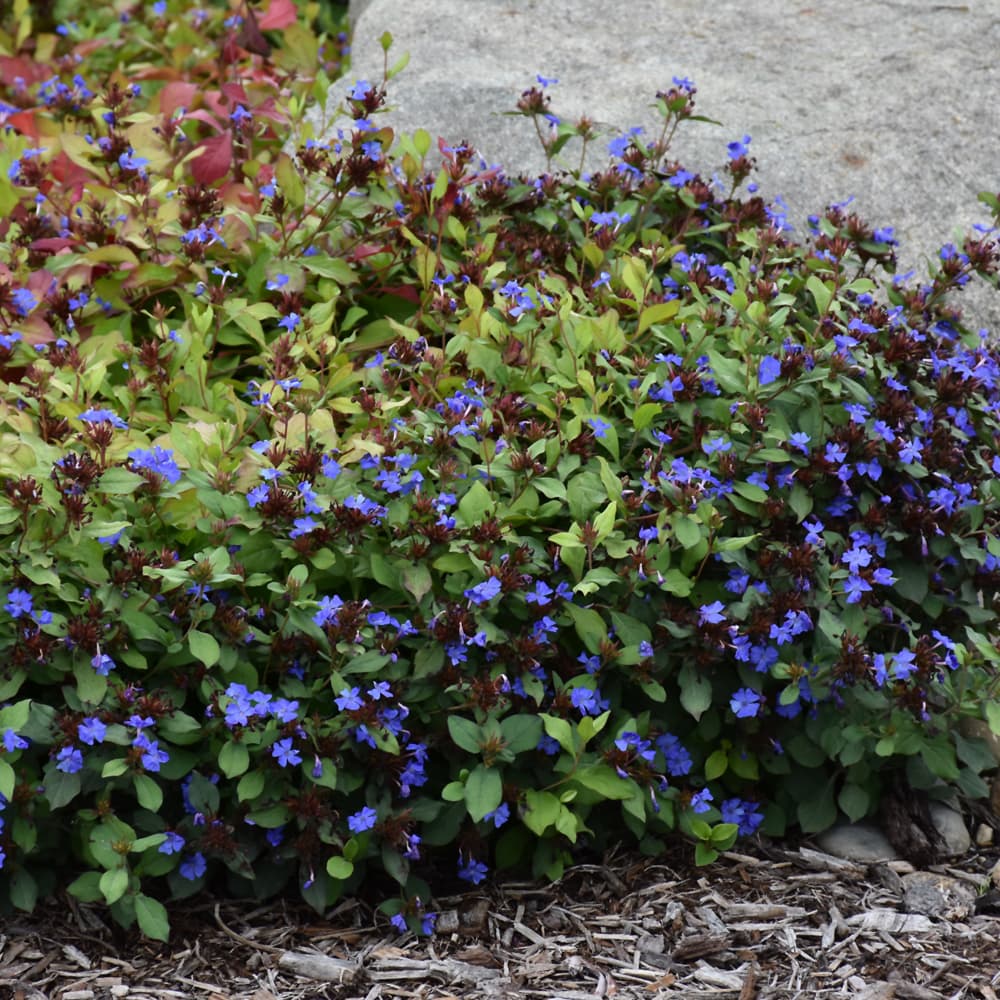 NetPS Plant Finder (www.netpsplantfinder.com)