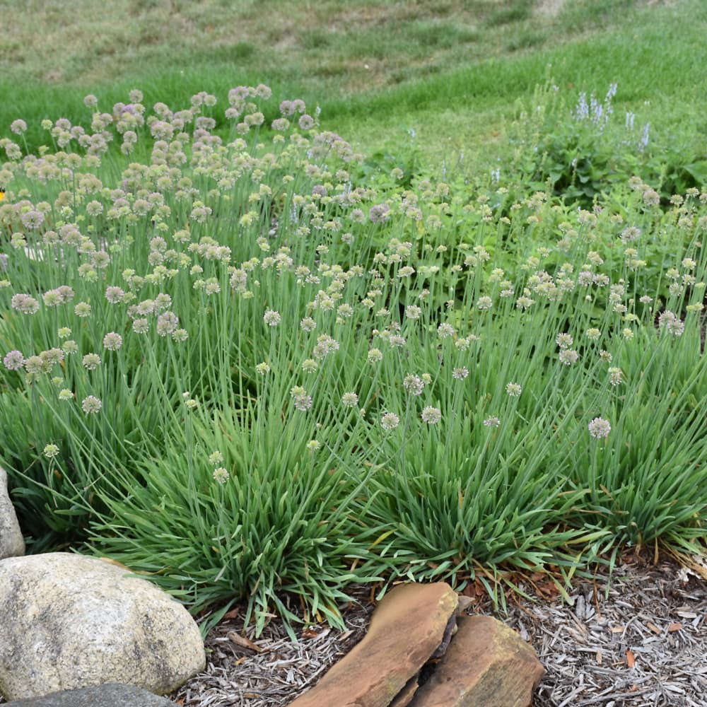 NetPS Plant Finder (www.netpsplantfinder.com)