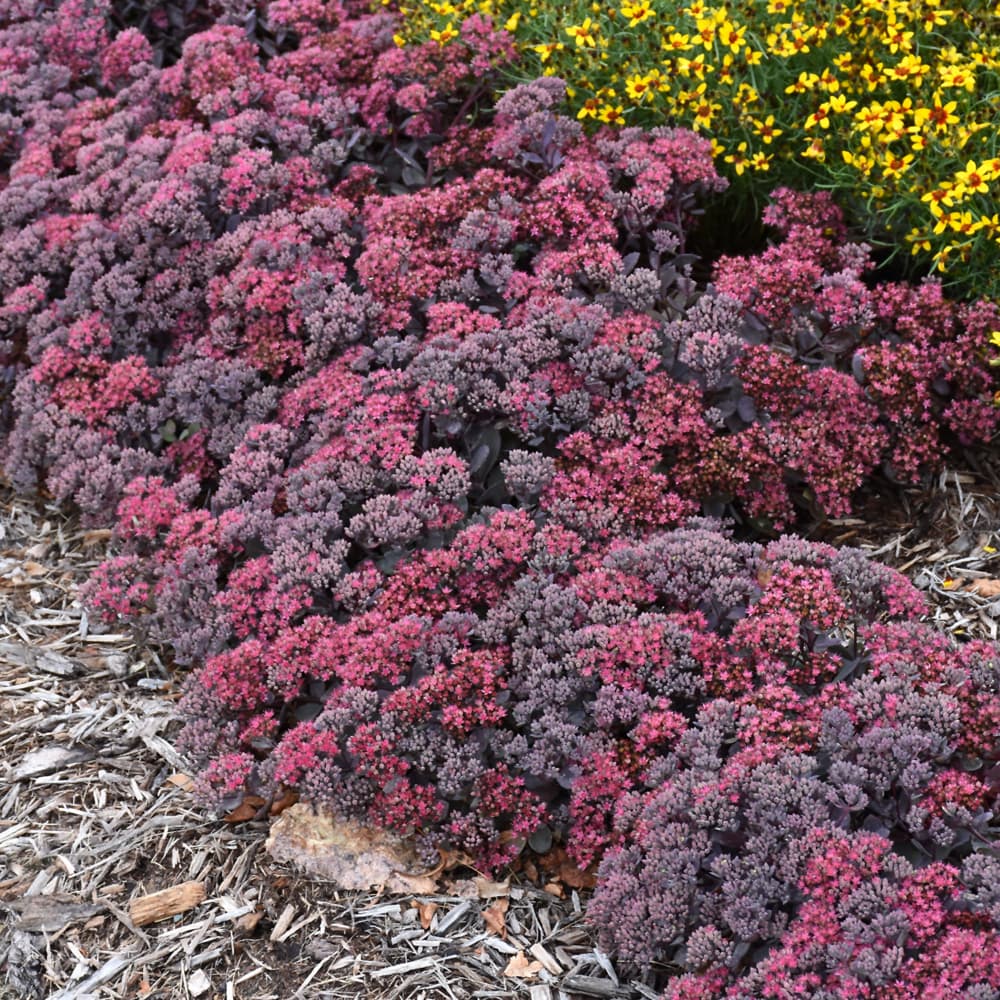 NetPS Plant Finder (www.netpsplantfinder.com)