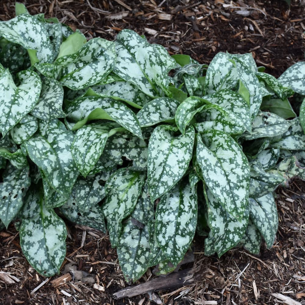 NetPS Plant Finder (www.netpsplantfinder.com)