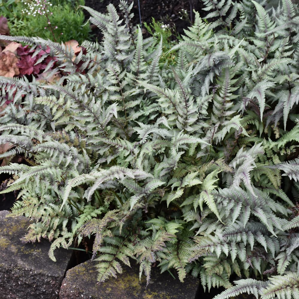 NetPS Plant Finder (www.netpsplantfinder.com)