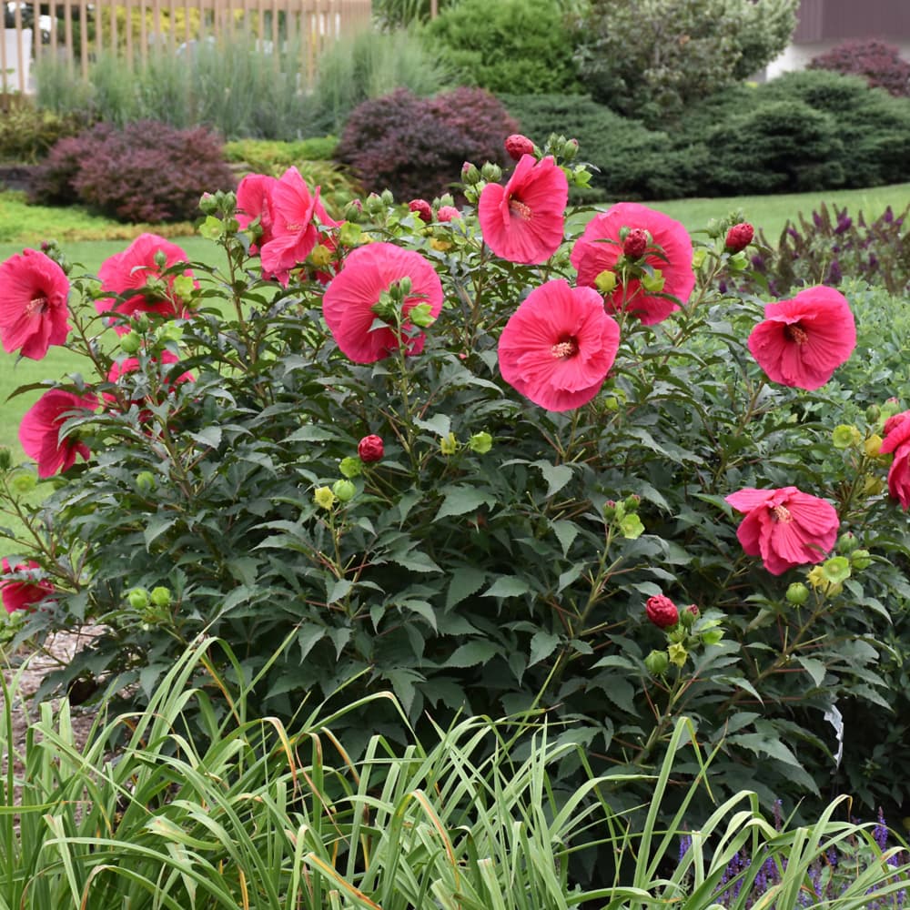 NetPS Plant Finder (www.netpsplantfinder.com)