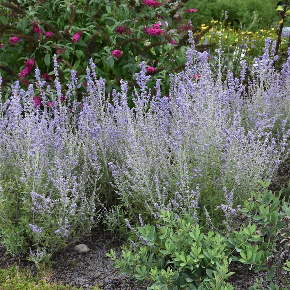 NetPS Plant Finder (www.netpsplantfinder.com)