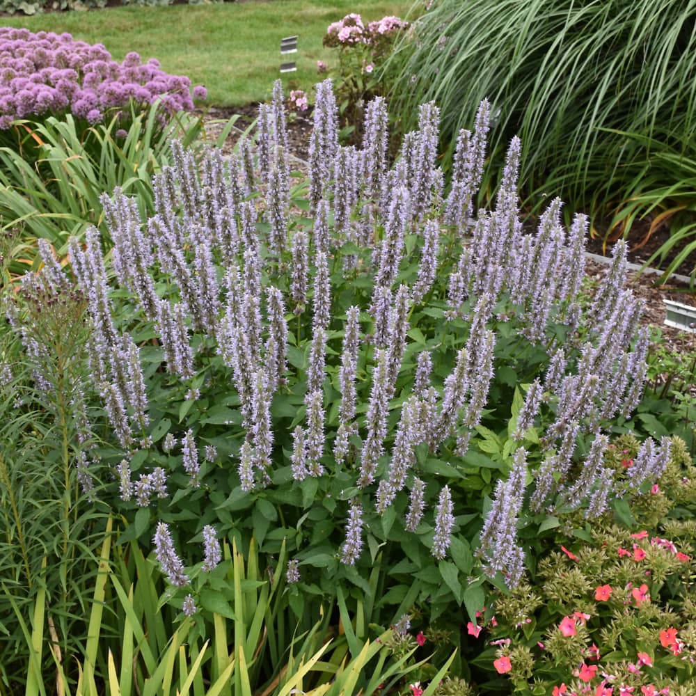 NetPS Plant Finder (www.netpsplantfinder.com)