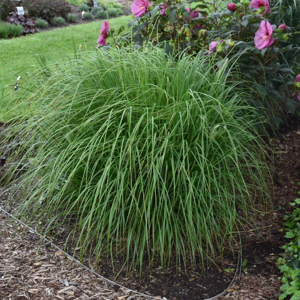 Grass Fountain Desert Plain