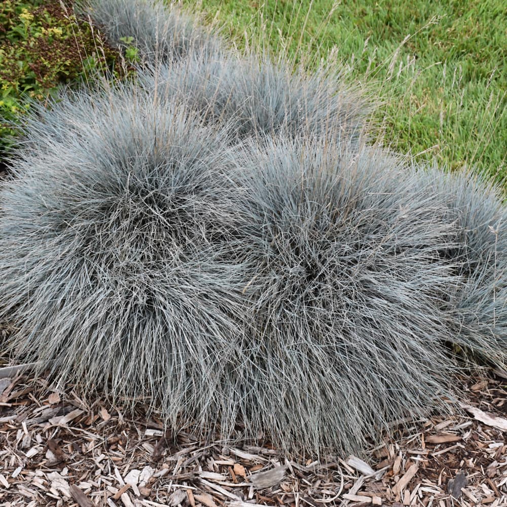 Grass Blue Fescue