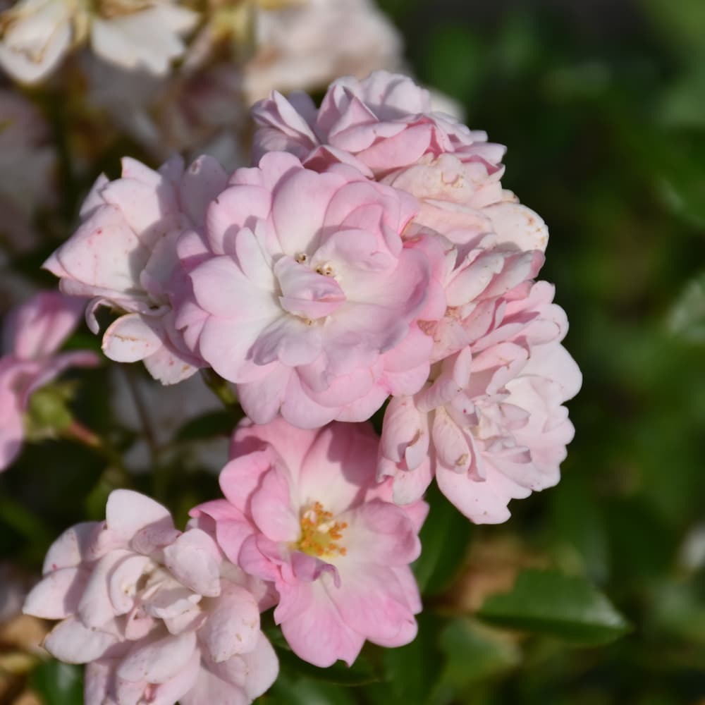 NetPS Plant Finder (www.netpsplantfinder.com)