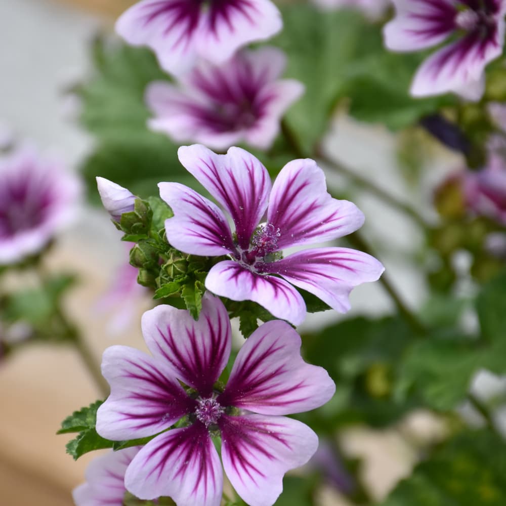 NetPS Plant Finder (www.netpsplantfinder.com)