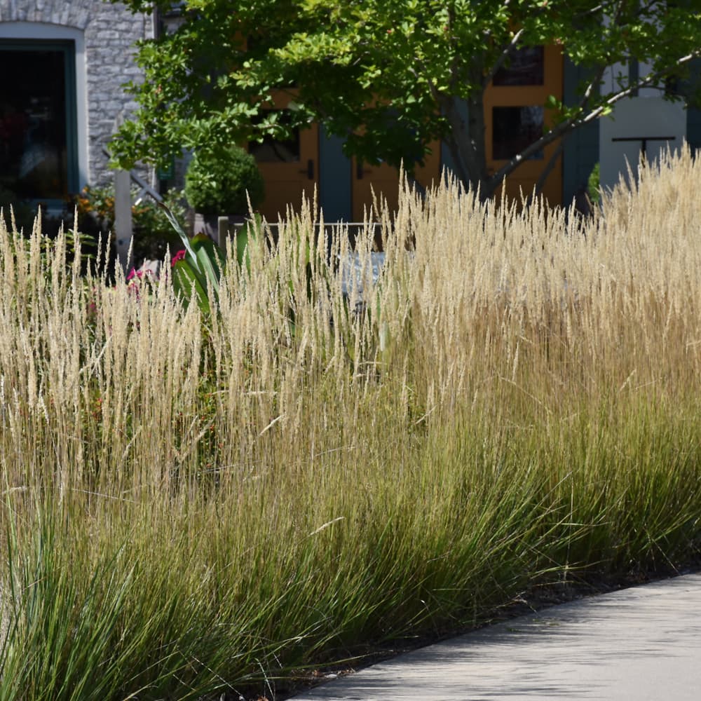 NetPS Plant Finder (www.netpsplantfinder.com)