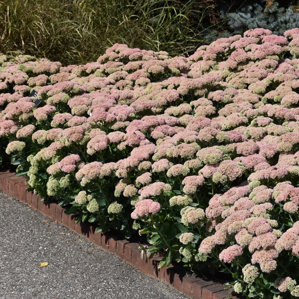 Sedum Autumn Joy