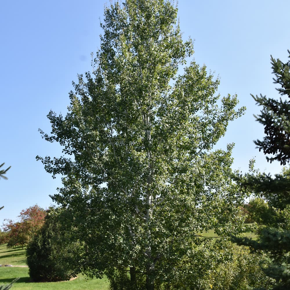 Aspen Quaking