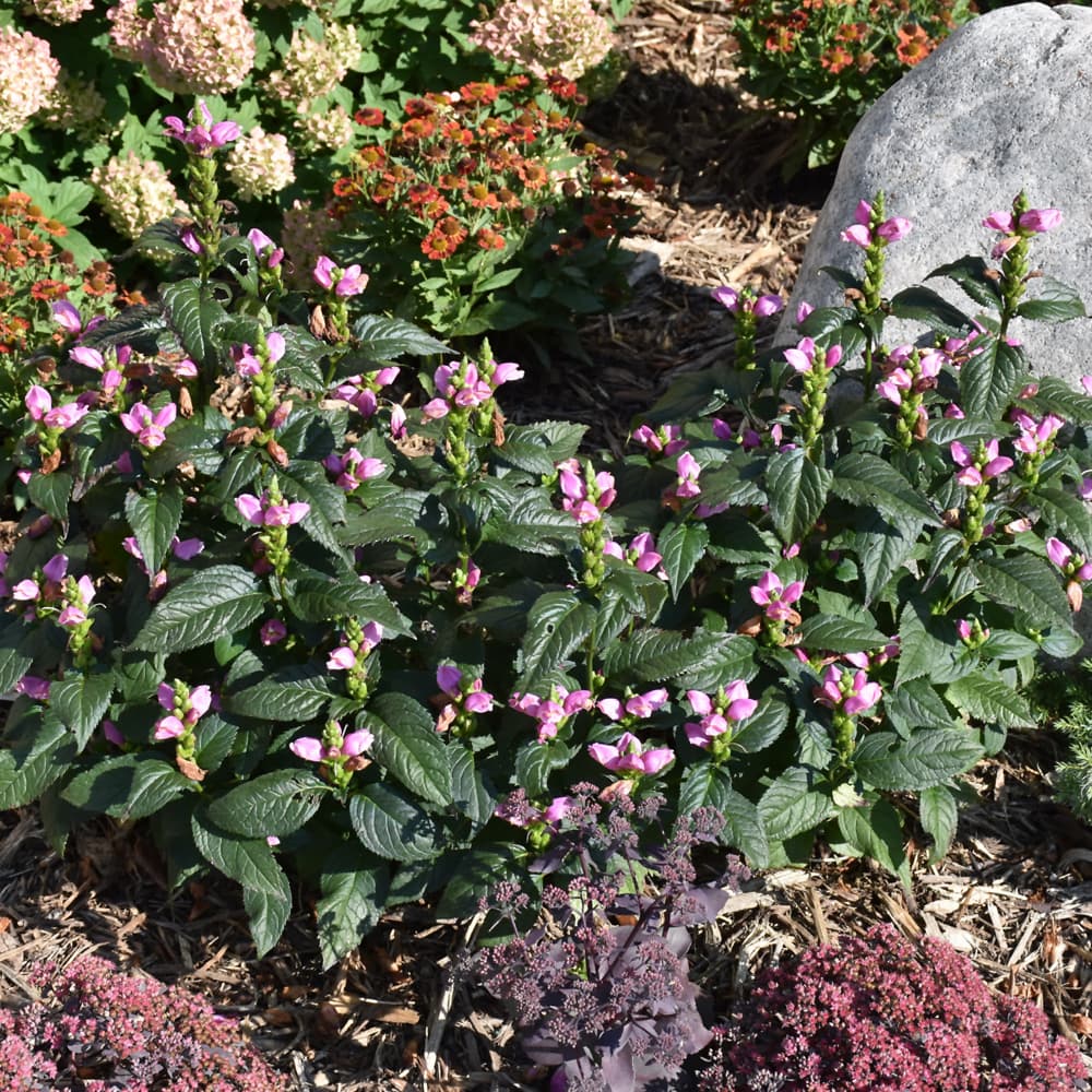 NetPS Plant Finder (www.netpsplantfinder.com)