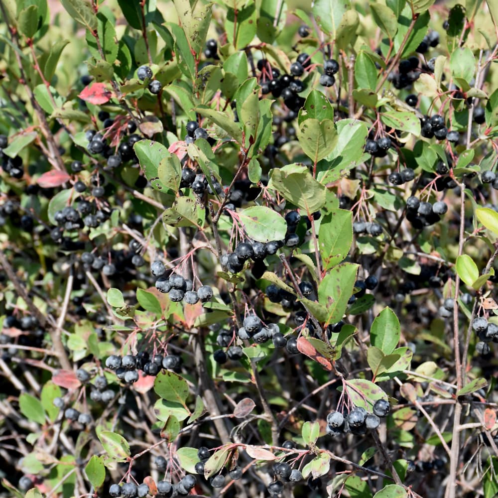 NetPS Plant Finder (www.netpsplantfinder.com)