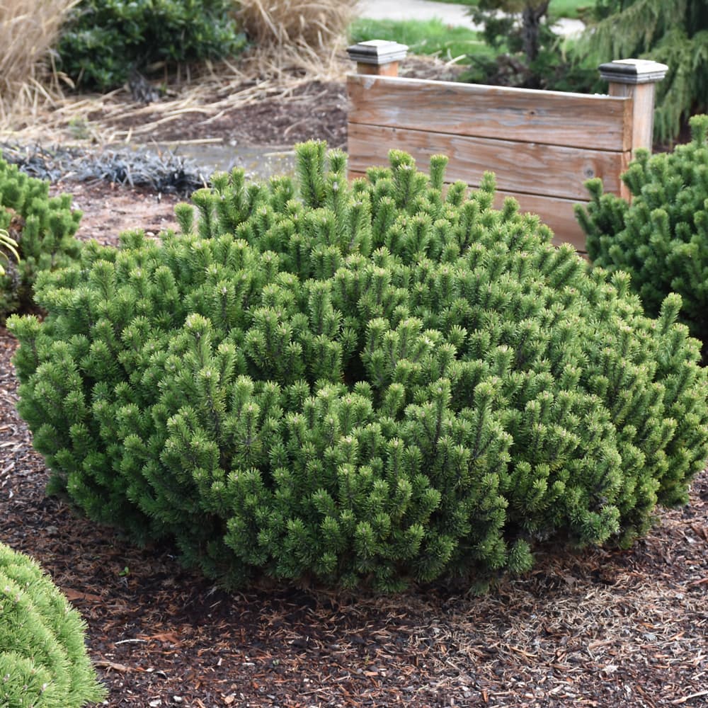 NetPS Plant Finder (www.netpsplantfinder.com)