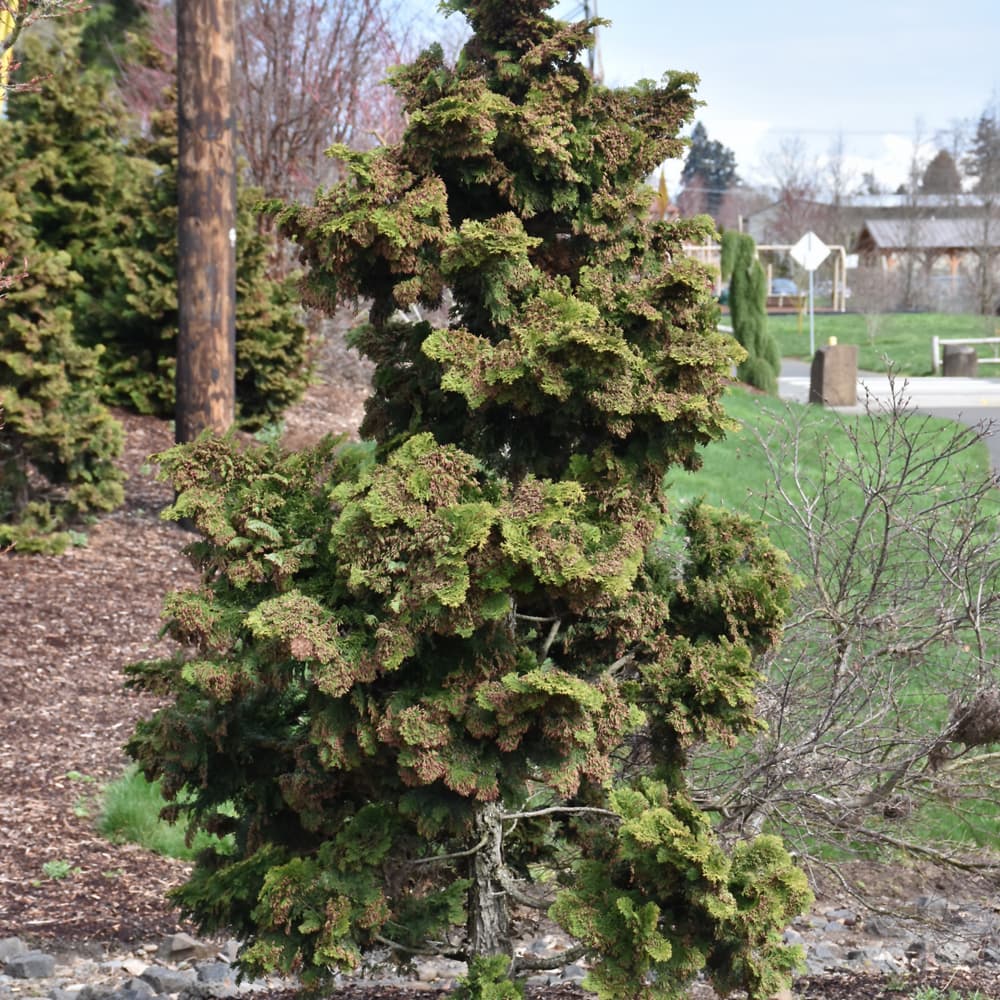 NetPS Plant Finder (www.netpsplantfinder.com)