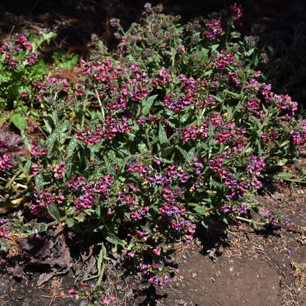 NetPS Plant Finder (www.netpsplantfinder.com)