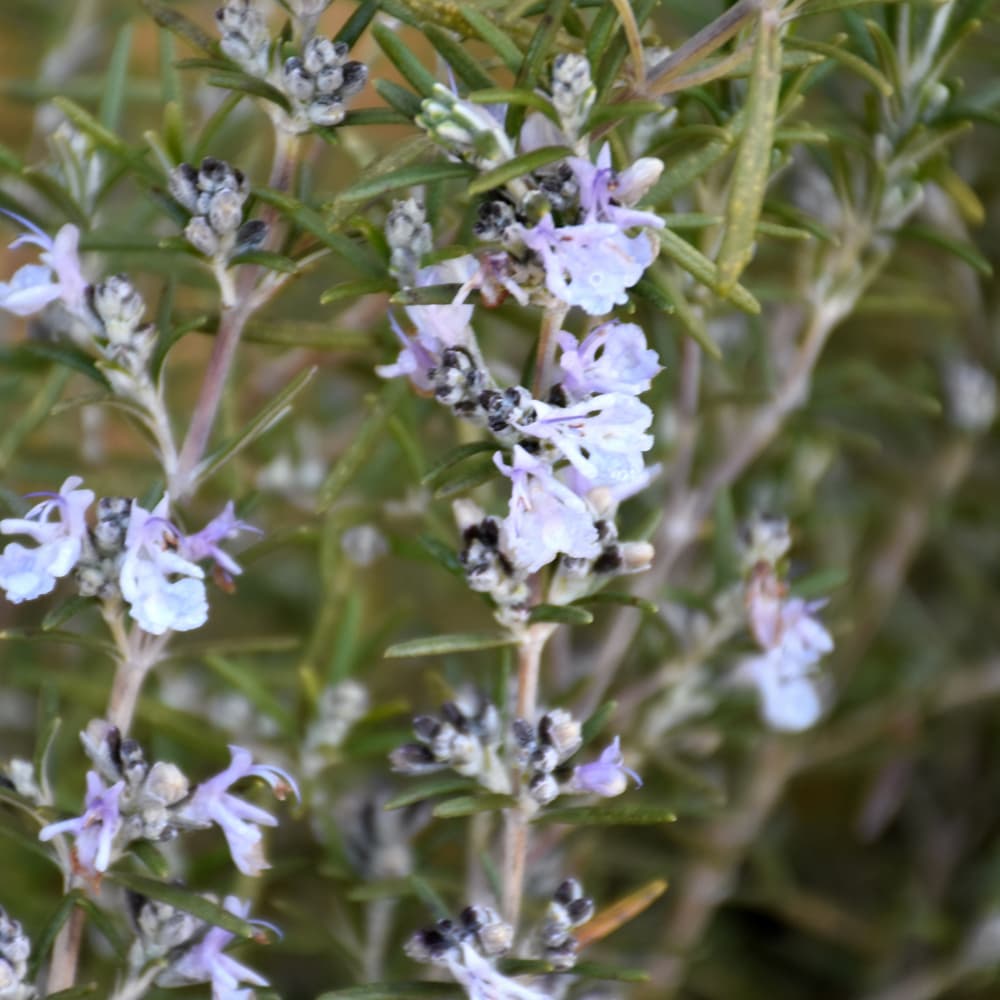 NetPS Plant Finder (www.netpsplantfinder.com)