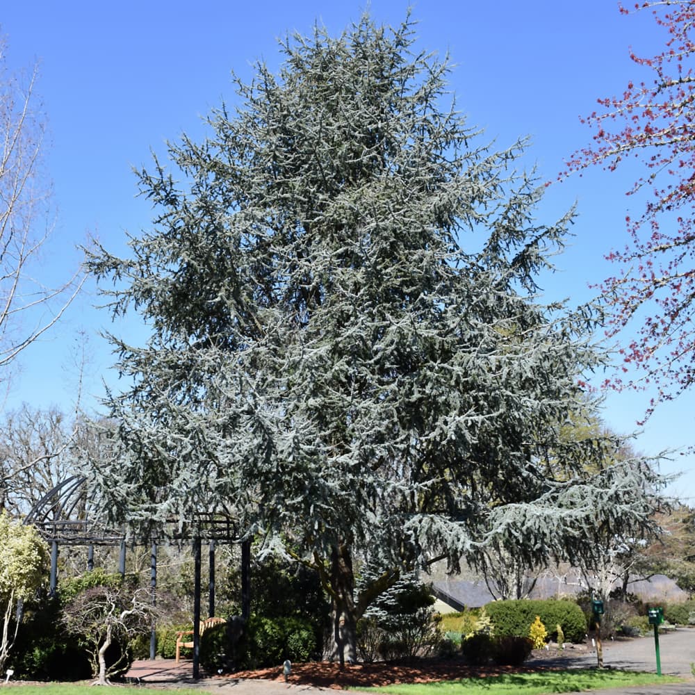 Cedar Blue Atlas