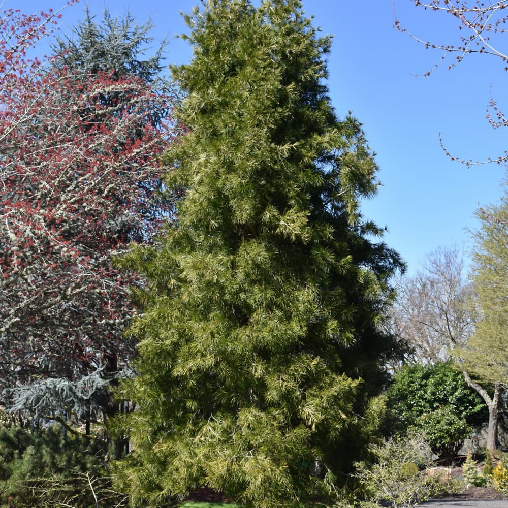 NetPS Plant Finder (www.netpsplantfinder.com)