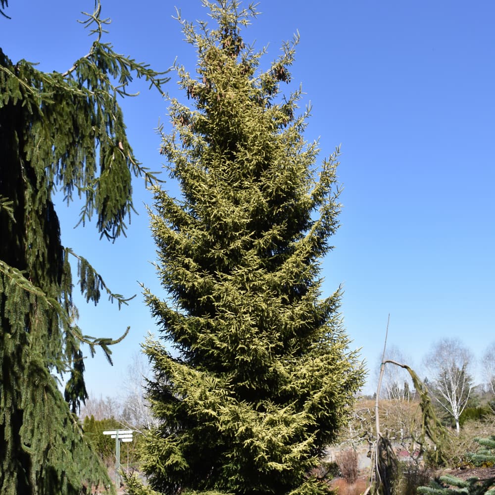 NetPS Plant Finder (www.netpsplantfinder.com)