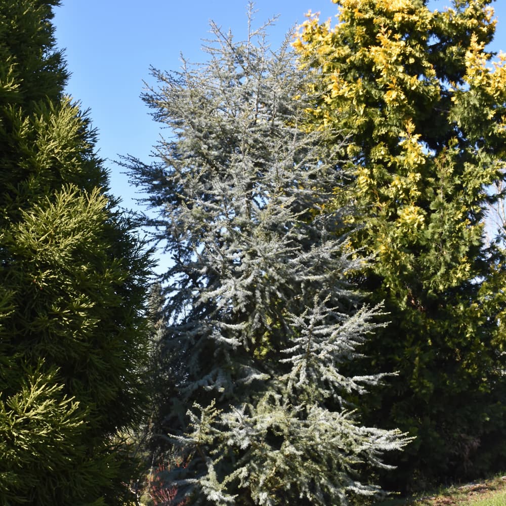Cedar Horstmann
