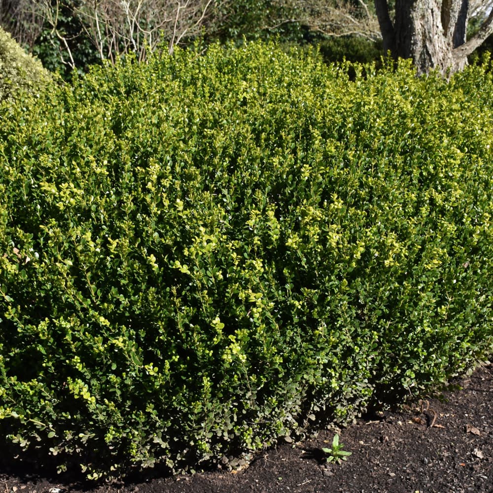 NetPS Plant Finder (www.netpsplantfinder.com)