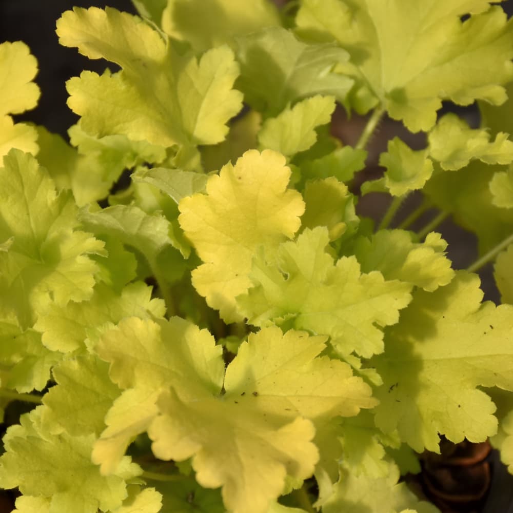 NetPS Plant Finder (www.netpsplantfinder.com)