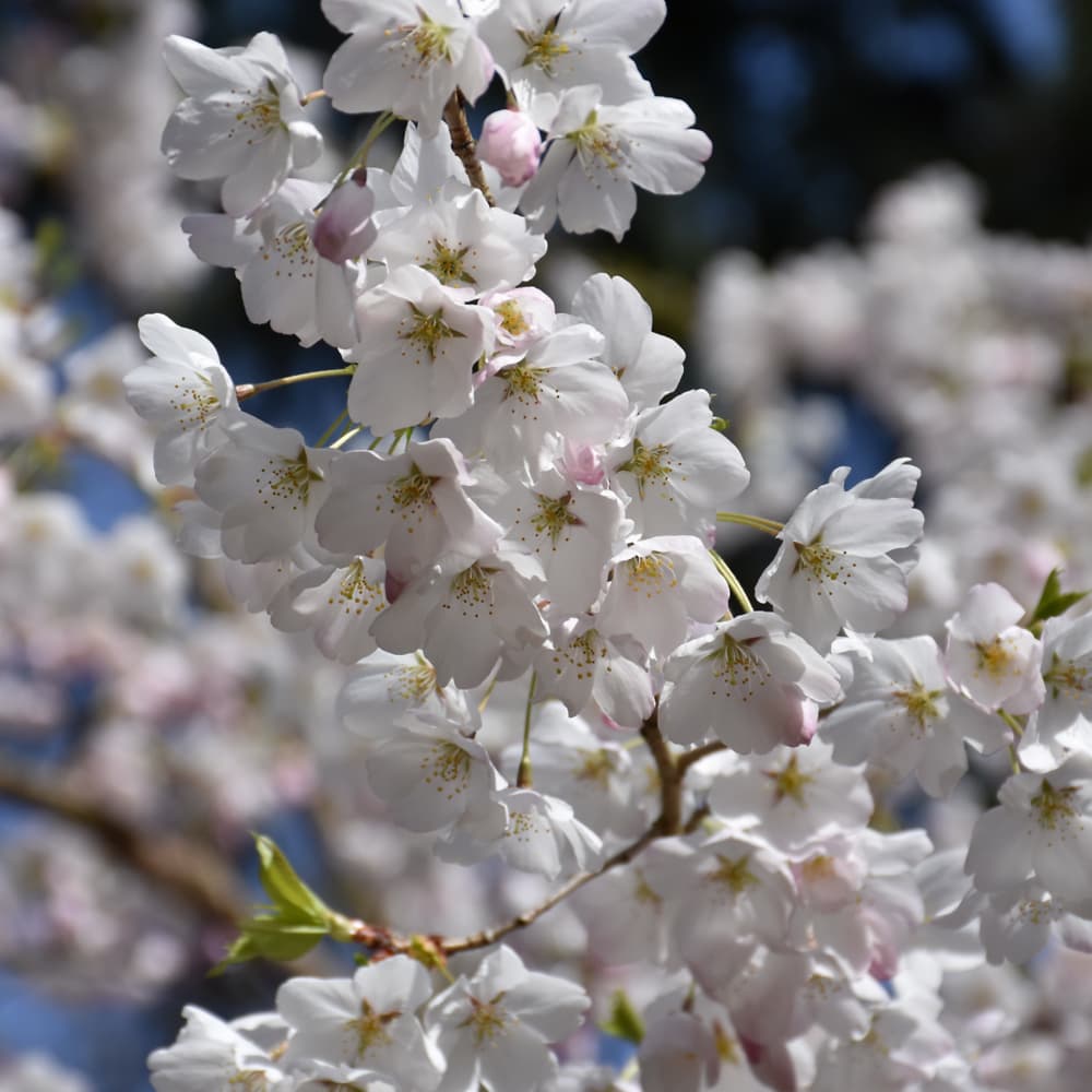 NetPS Plant Finder (www.netpsplantfinder.com)