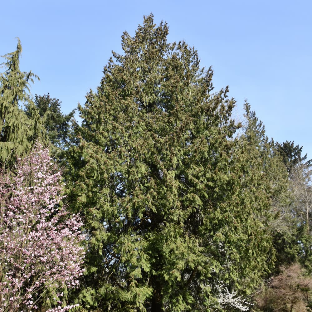 Arborvitae Fluffy
