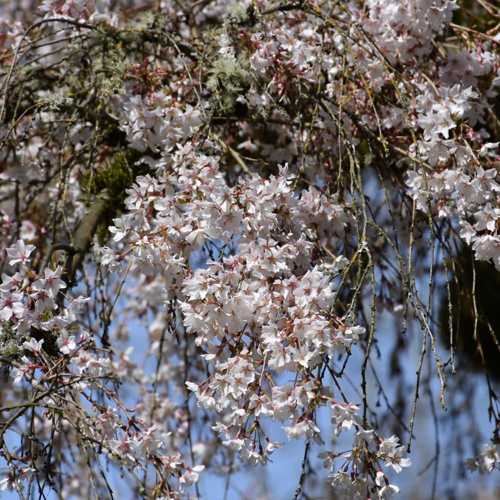 NetPS Plant Finder (www.netpsplantfinder.com)