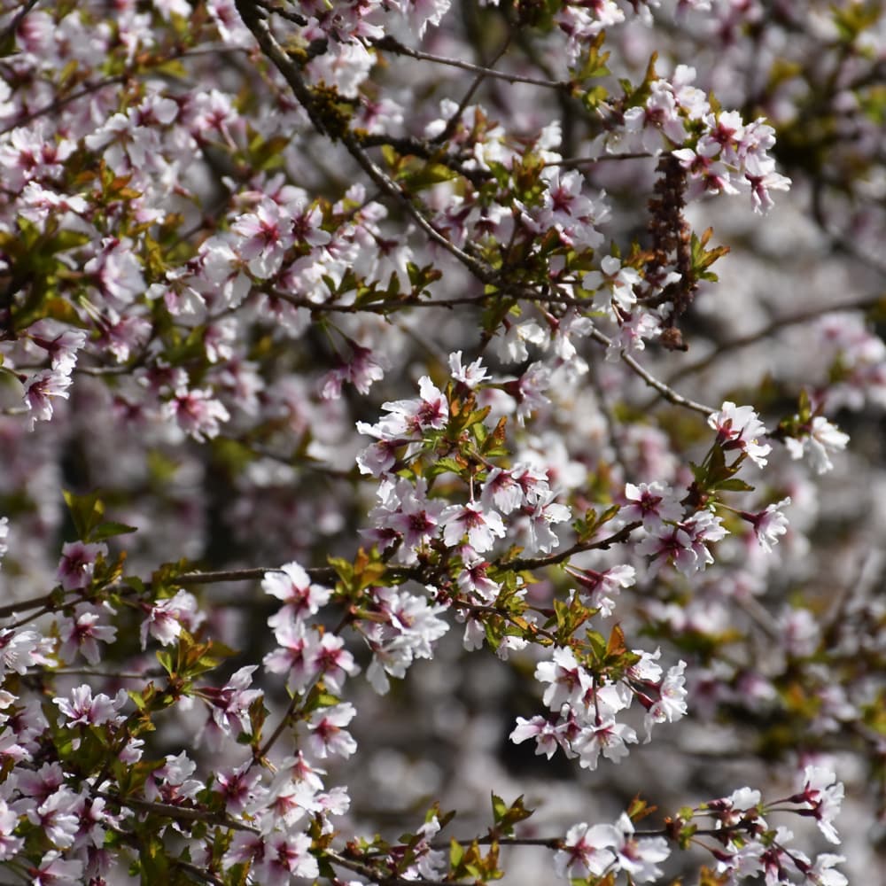 NetPS Plant Finder (www.netpsplantfinder.com)