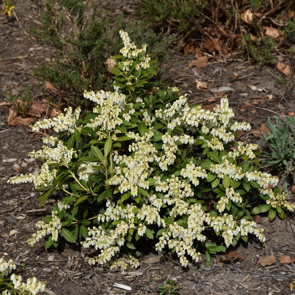 NetPS Plant Finder (www.netpsplantfinder.com)
