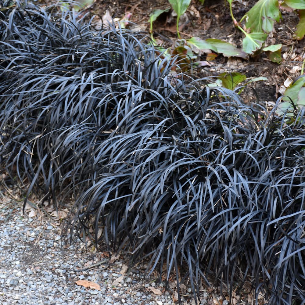 Grass Black Mondo