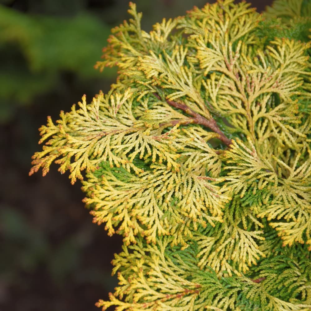 Cypress Hinoki Golden