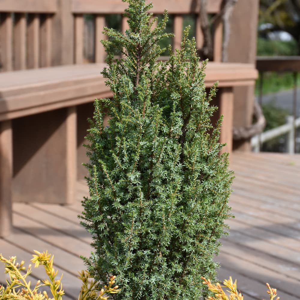 Juniper Pencil Point