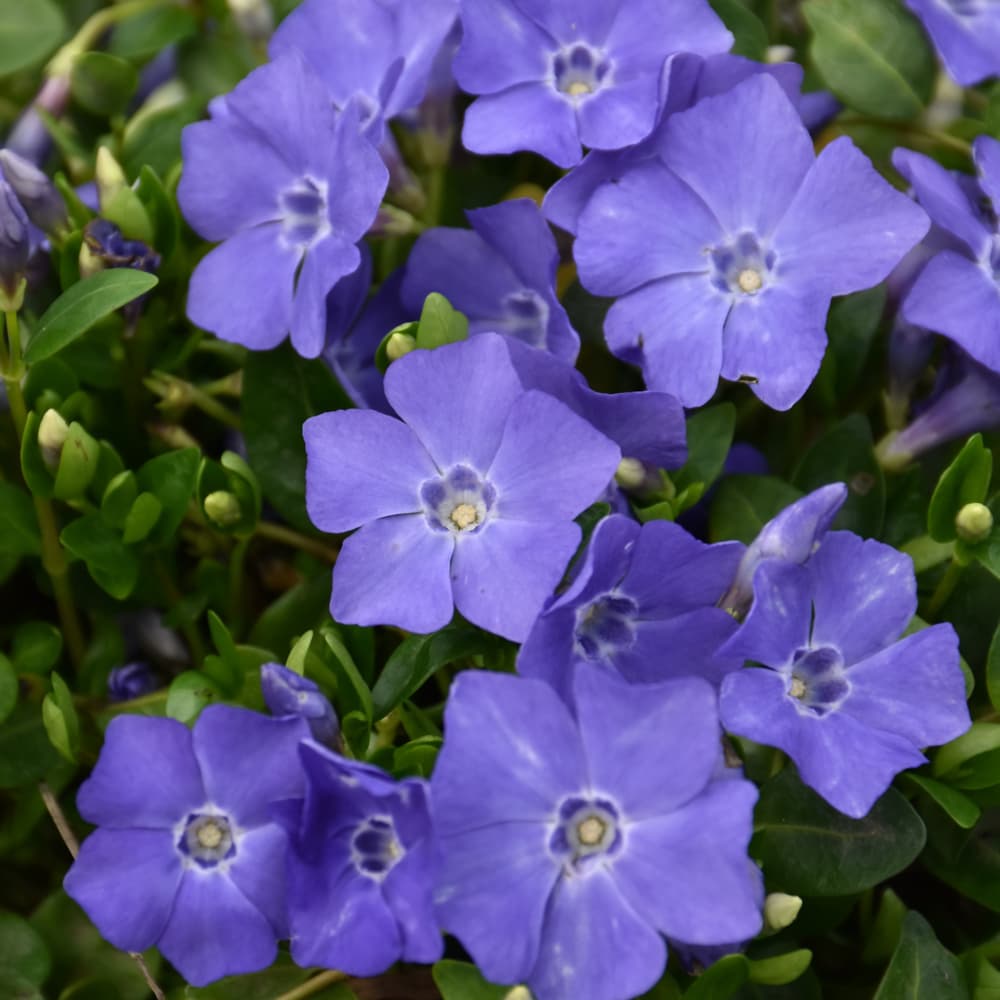 Vinca Minor Bowles