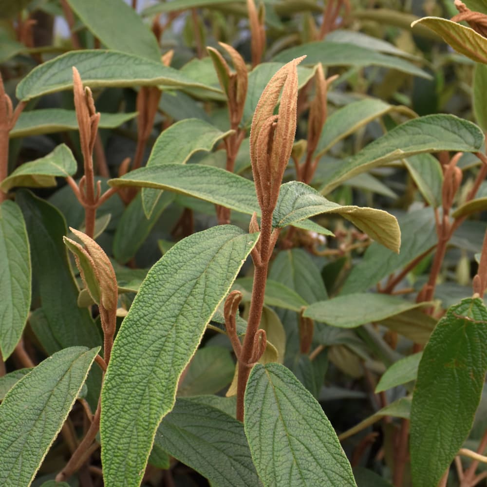 NetPS Plant Finder (www.netpsplantfinder.com)
