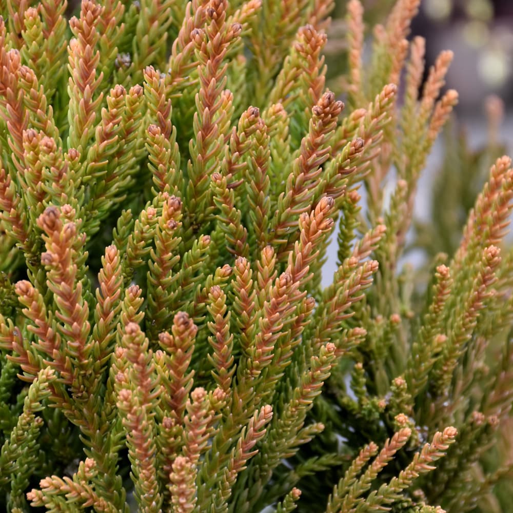 Cryptomeria Rein Dense Jade