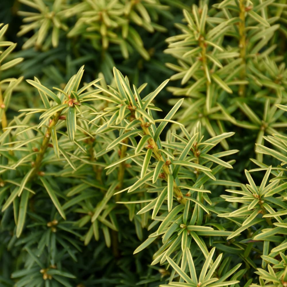 NetPS Plant Finder (www.netpsplantfinder.com)