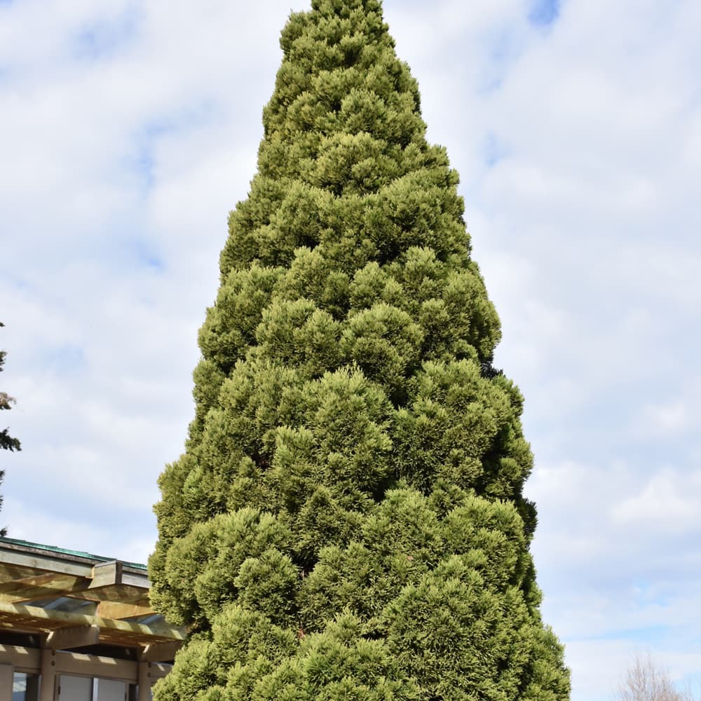 Cryptomeria Angelica