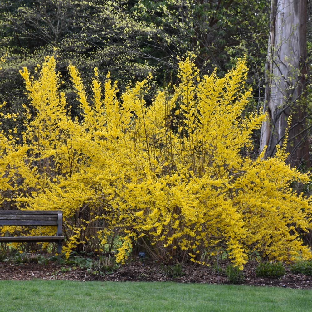 Forsythia Lynwood Gold
