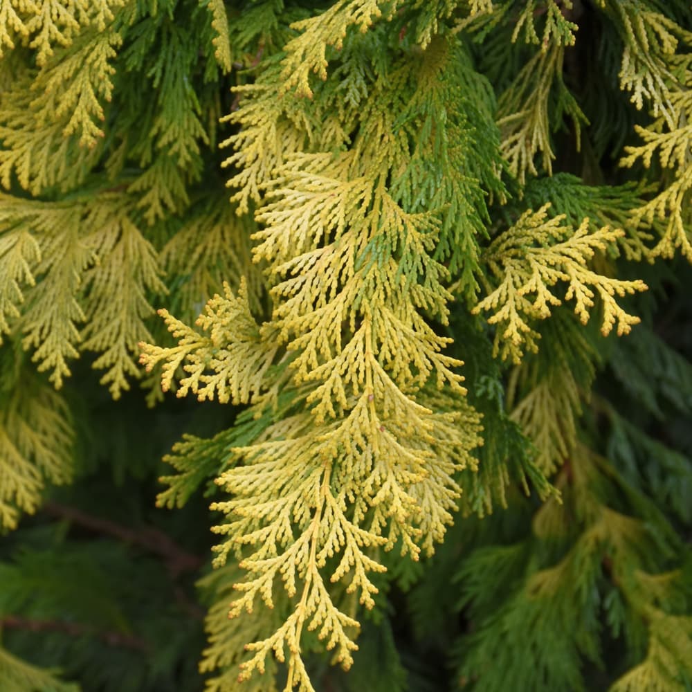 NetPS Plant Finder (www.netpsplantfinder.com)