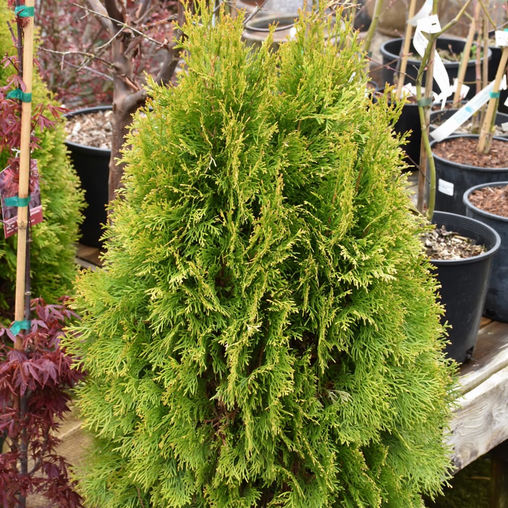 NetPS Plant Finder (www.netpsplantfinder.com)