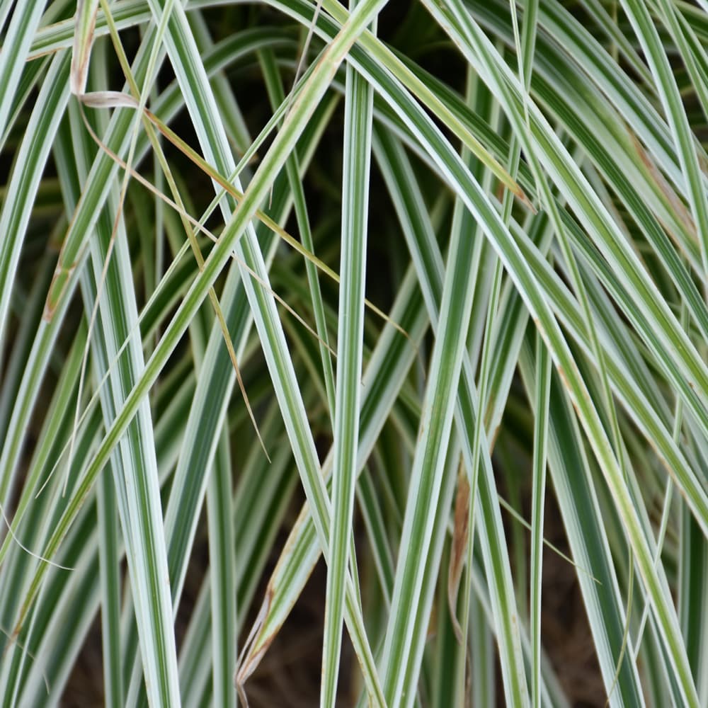 NetPS Plant Finder (www.netpsplantfinder.com)