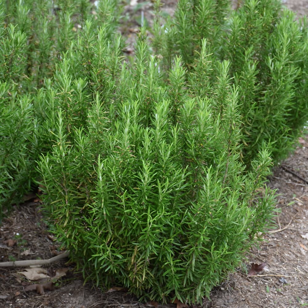 NetPS Plant Finder (www.netpsplantfinder.com)