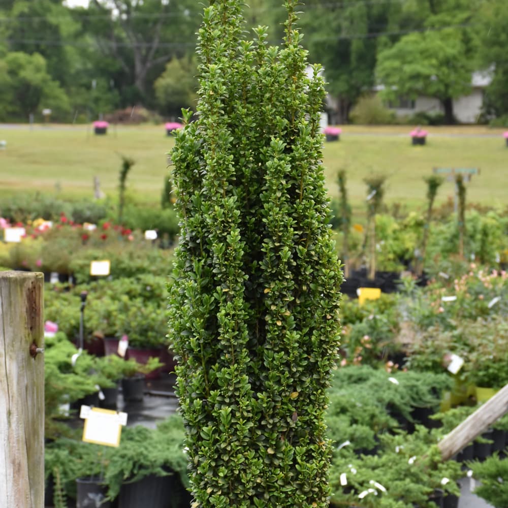 NetPS Plant Finder (www.netpsplantfinder.com)