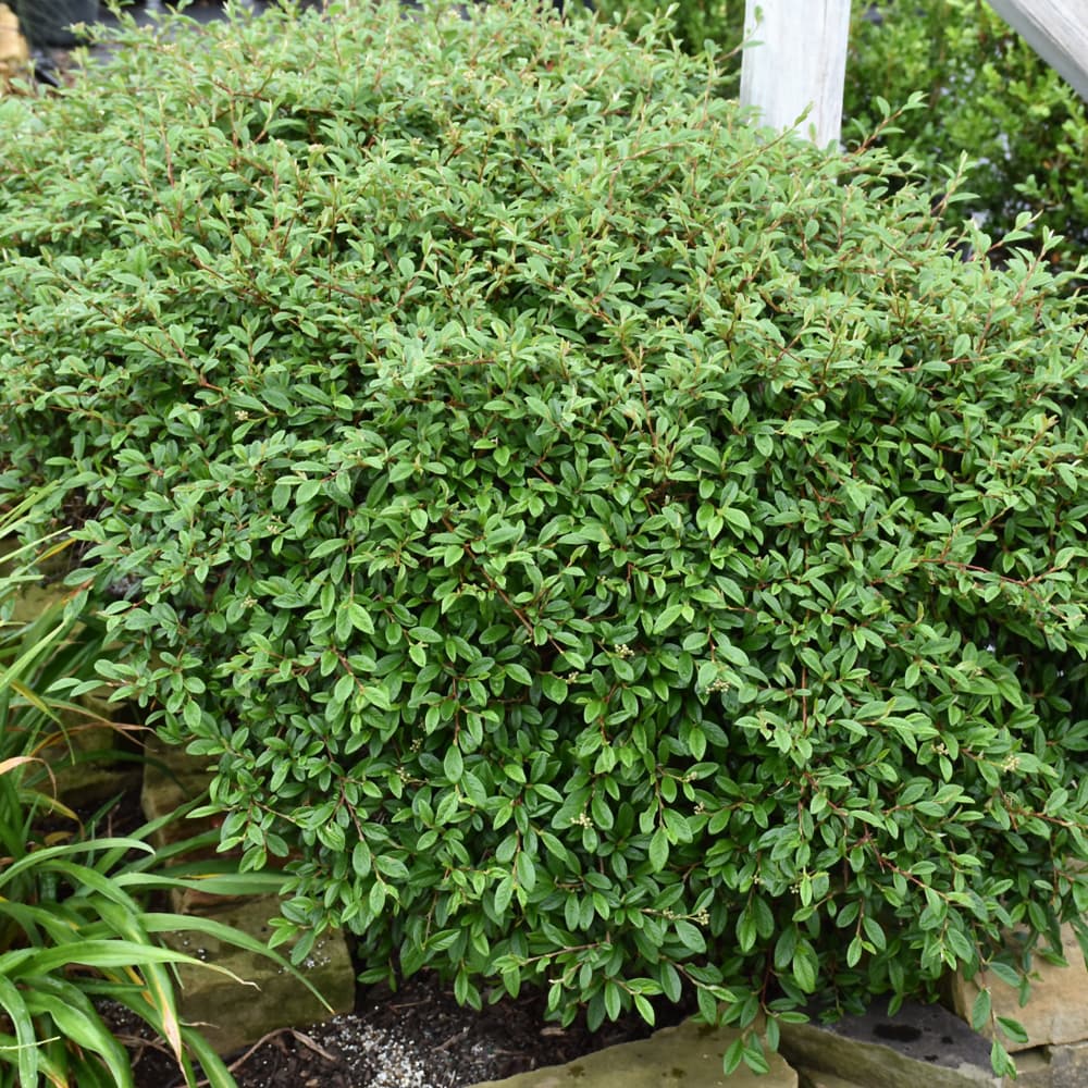 NetPS Plant Finder (www.netpsplantfinder.com)