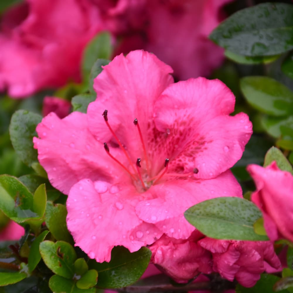 Azalea Conversation Piece